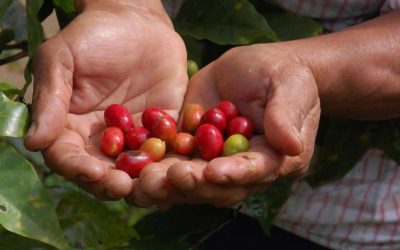 Beneficios de la cafeina